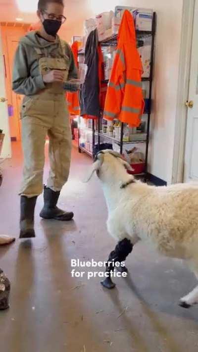 From being at a dairy and meat farm with severely bent front legs to being rescued and learning to walk in his new prosthetics, Remy has come a long way🥹❤️ (Woodstock Farm Sanctuary)