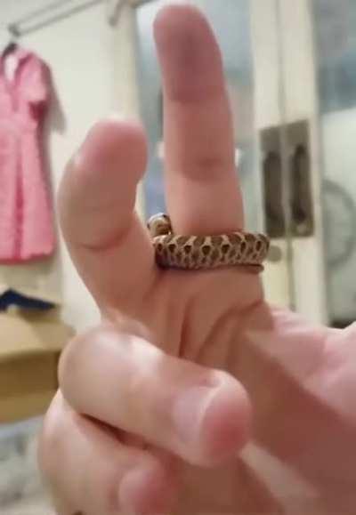 can snakes be cute ?