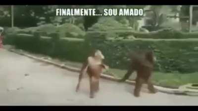 el sueño de todo el chat