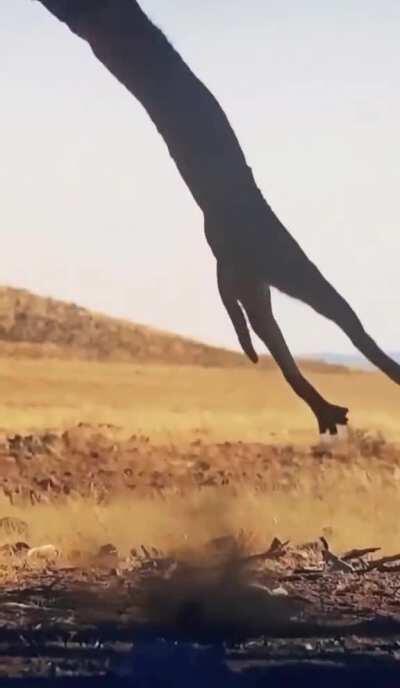 🔥 Caracal (Desert Lynx) catches a bird in midair
