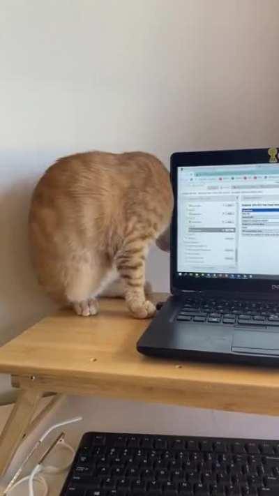 Orange cat activities rarely require use of the brain cell