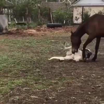 Friends come in all shapes and sizes. l