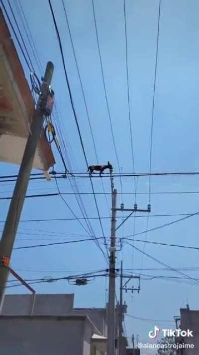 Mi Mujica lindo i querido, como se extraña