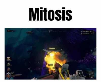 Damn mactera mitosis