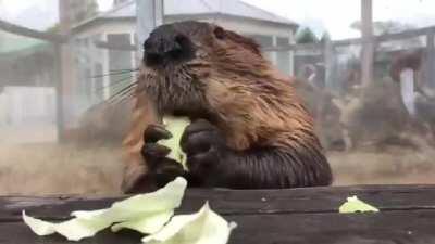 The teeth of beavers self-sharpen because their inner surface is softer than the outer enamel and wears away faster to create a sharp edge.
