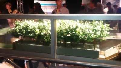 Scale model showing how mangrove forests protect the coast from wave erosion.