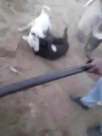 Man trying to stop doggos but couldn't stop himself