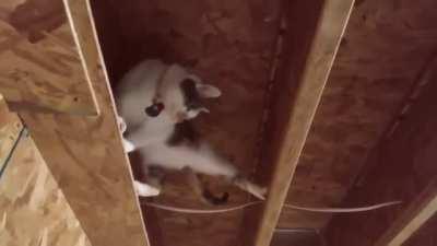 Your friendly neighborhood spider-cat