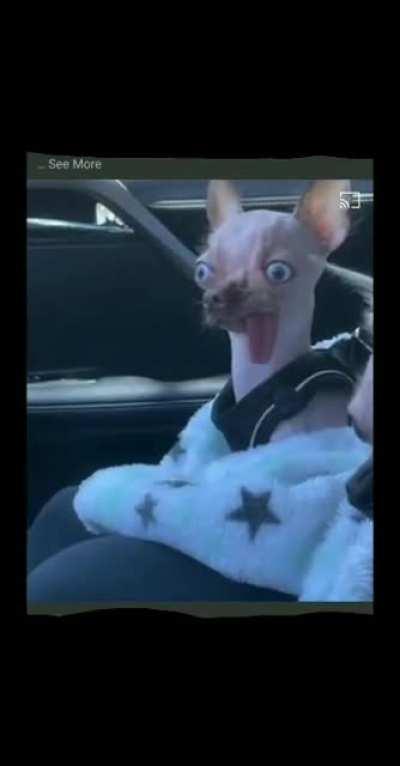 Asked Bruce to watch my dog for me, nigga came back tweakin