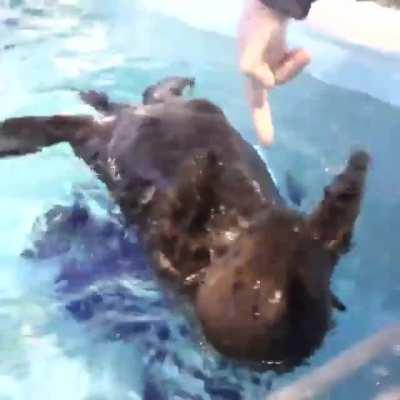 Lincoln the otter being welcomed by the other Otters warms my heart.