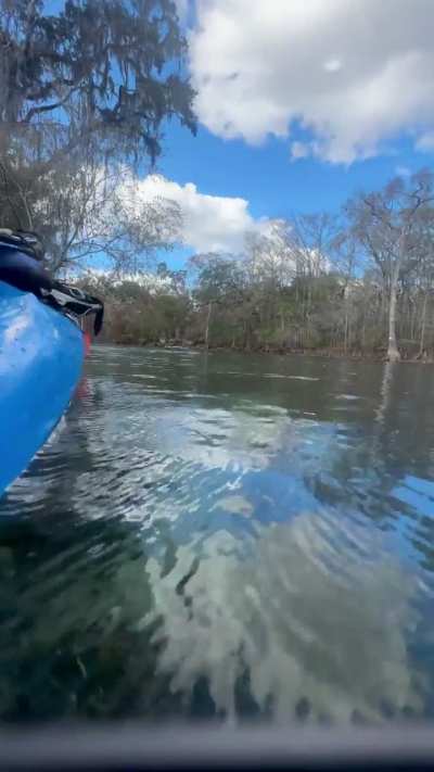 Kayaking Ginnie springs.