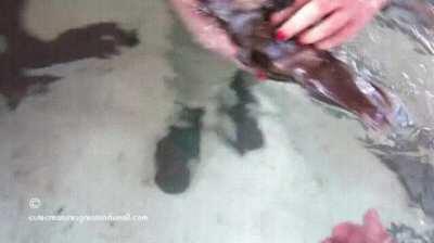 Platypus gets belly rubs