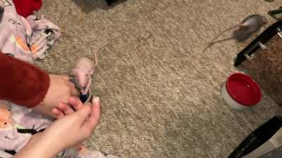 My smart pet rat Feta is learning to play basketball!