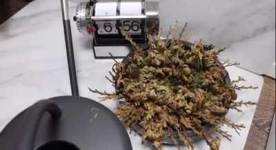 Rose of Jericho, a plant native to the Middle East, that can withstand dehydration for years until it looks as if it has died, but once exposed to water, it returns to life within hours