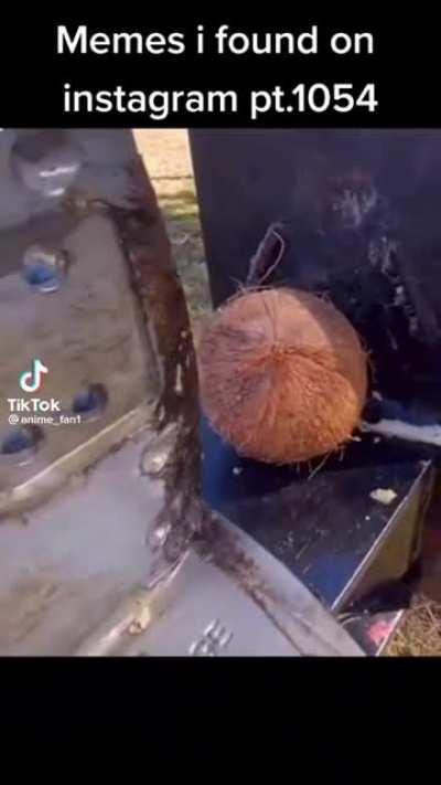 lucky coconut not really lucky