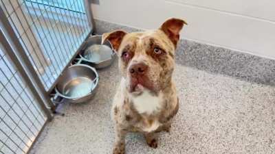🆘 3/23 Urgent Now‼️King A650383 is a precious 1 y/o Merle Bulldog mix surrendered bc owner is having health issues. He is young, active & very friendly & housebroken. Urgently seeking loving foster or forever home! 🫶🏼 612 Canino Rd. Houston, TX (A