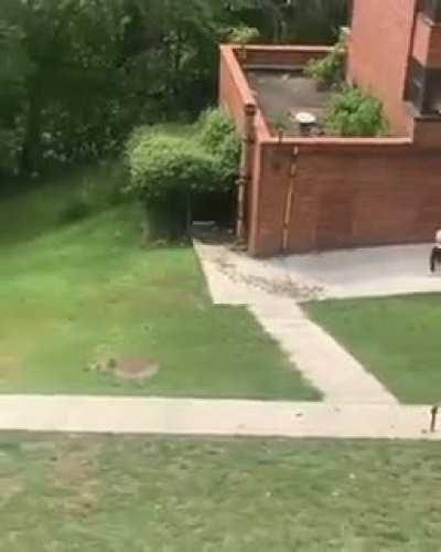 Man jumps from 3rd floor to escape the pawpaw