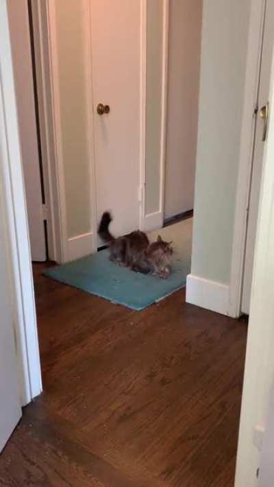 Case yells at the hallway greebles. I think we have a major infestation.