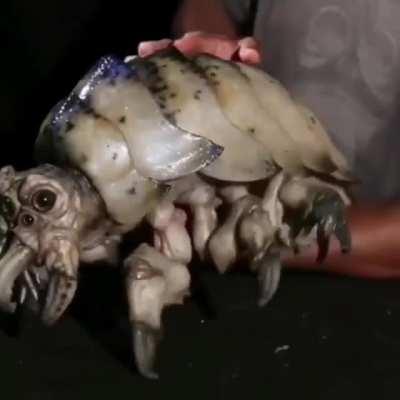 Visto en alcantarillado de ecatepec