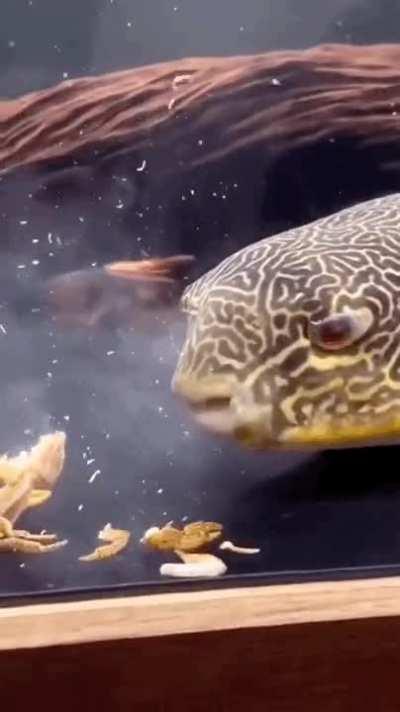 Fish has a small snack