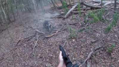 Wild boar hunting in central Texas