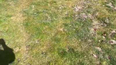 I did what the average persona fan can’t