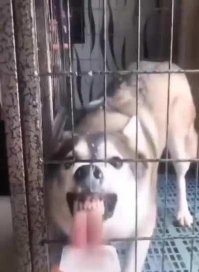 Был бы у меня такой пёс...