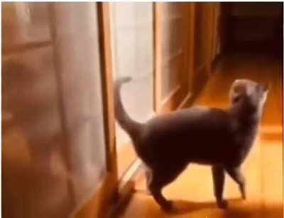 Kitten knocking on the door