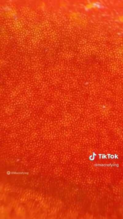 Never thought I'd find a tomato video interesting.