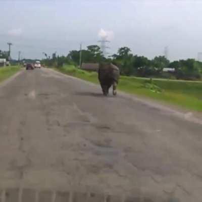 Rhino minding own business