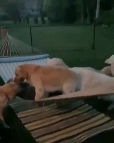 This guy's got company