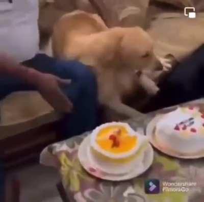 Dogs pretends to fall and takes a quick bite of the cake