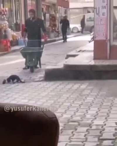 This guy waiting patiently for the stray cat to finish drinking water.