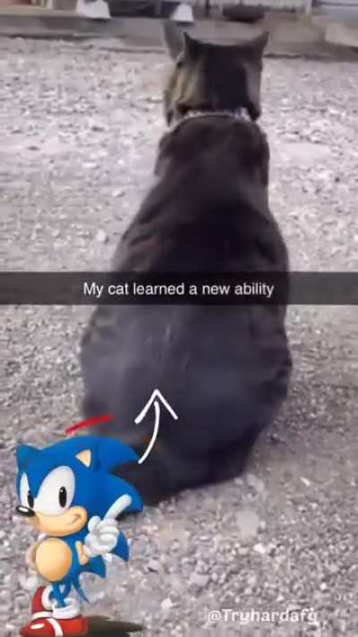 I gotta teach my cats this trick