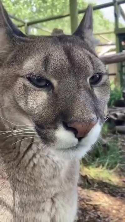 Beautiful Puma