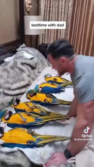 Man Raises Parrots From Birth, They Are Extremely Imprinted to Him