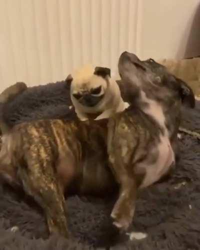 I need a friend like that pug.