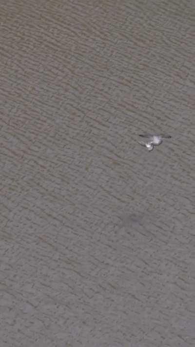 Peregrine Falcon hunts down a Pigeon