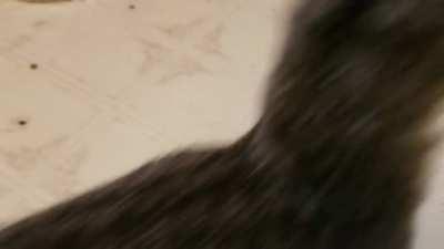 Finally got a single squeak on camera. She always stops as soon as it comes out!