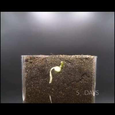 Plant life is intelligent. Change my mind.