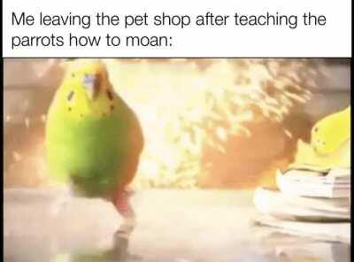 I also thought them how to swear