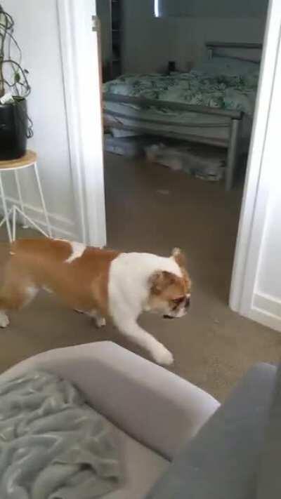 Favourite game is smashing back and forth through the dog door, creating moving light beams to chase...