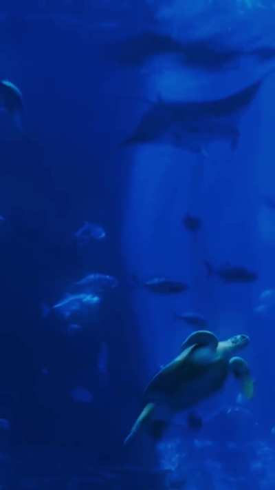 Vida Marina con una espléndida canción