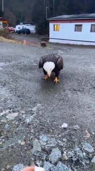 Coming face to face with a bald eagle. Bald eagles can grow up to 3 feet in height and have a wingspan of close to 7 feet.