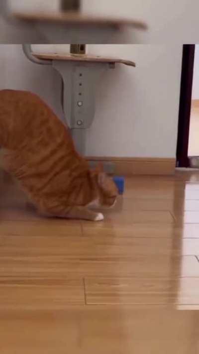 The fastest cat in the world