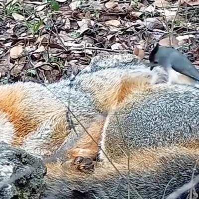 🔥 Desperate for a lie-in but the neighbours keep waking you up? This fox can relate. ⁠ ⁠ A black-crested titmouse steals fur from a sleeping fox. ⁠