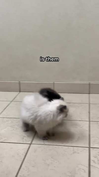 they don't groom each other anymore :(