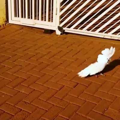 Ever heard parrot barking like dogs?