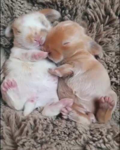 Impossible to caption this cuteness.