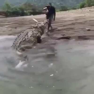 This guy feeding a massive croc